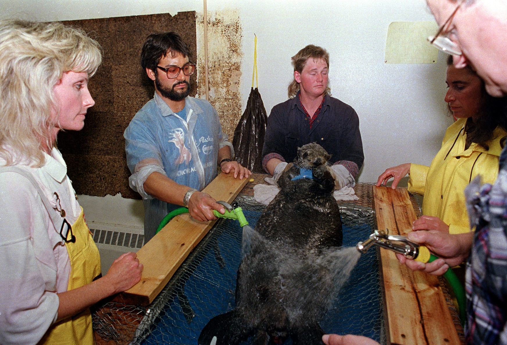 EXXON VALDEZ OIL SPILL WILDLIFE